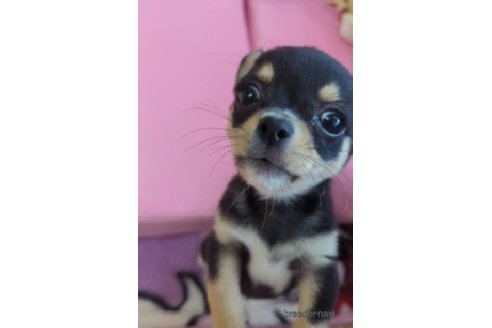 成約済の福岡県のチワワ(スムースコート)-253446の4枚目